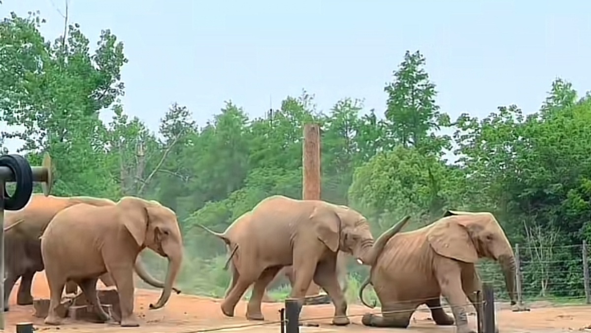 2025年6月22日,有遊客拍到上海野生動物園一隻大象被象群霸凌的影片,引起關注。(影片截圖)