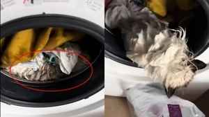 9個月大小貓遭洗衣機翻滾55分鐘 奇蹟活下來