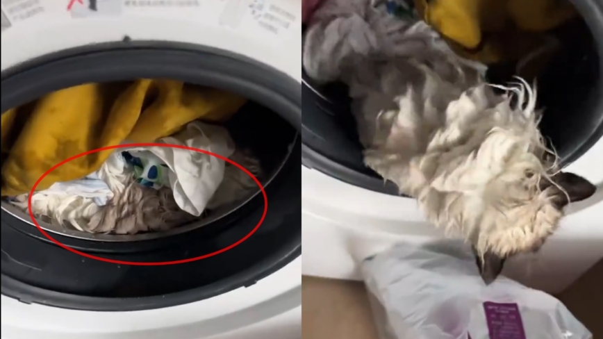 9個月大小貓遭洗衣機翻滾55分鐘 奇蹟活下來