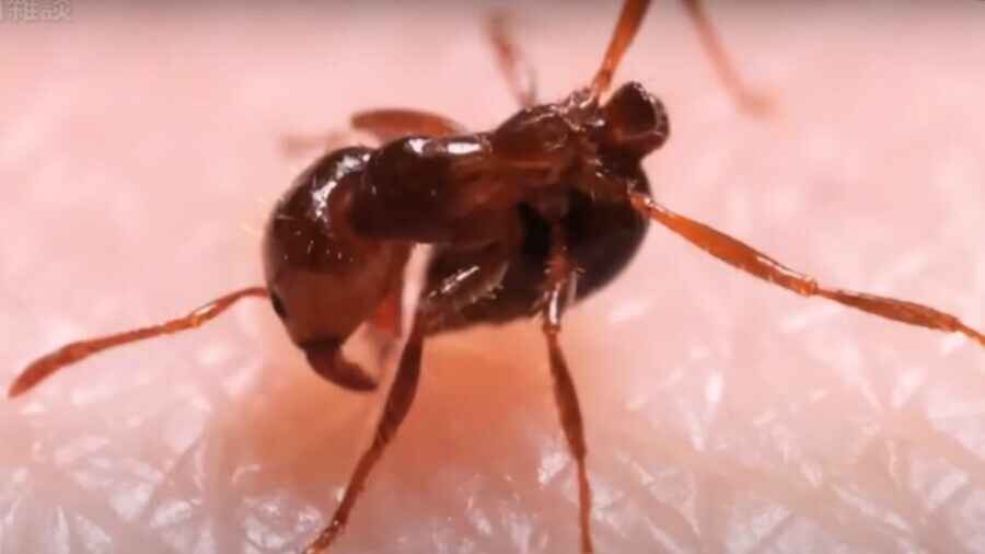 遭蜇恐致命 日本查獲中國貨櫃夾帶大量紅火蟻及卵