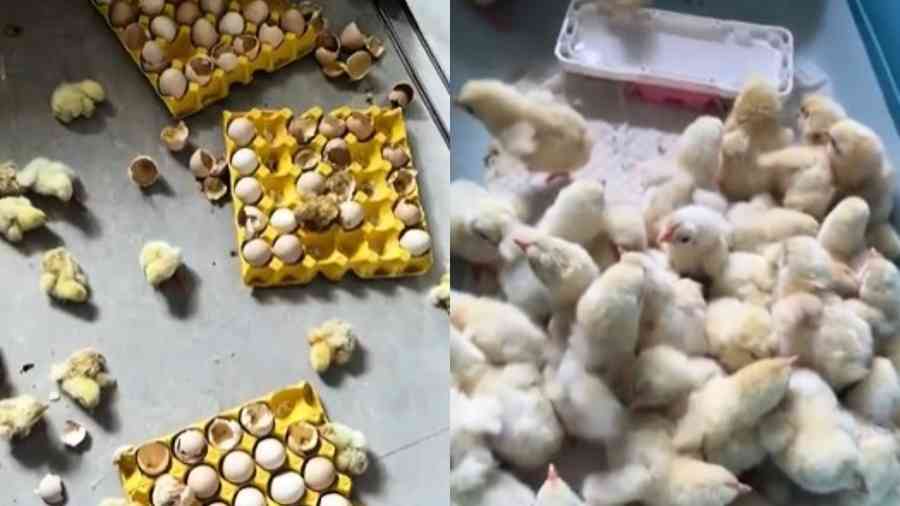 山東女離家兩天 活珠子孵出小雞：滿屋都是雞（影片）