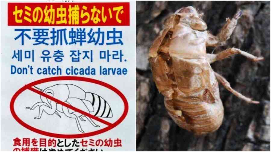 中國人狂捉蟬蛹食到海外 日本無奈貼中文禁捉公告