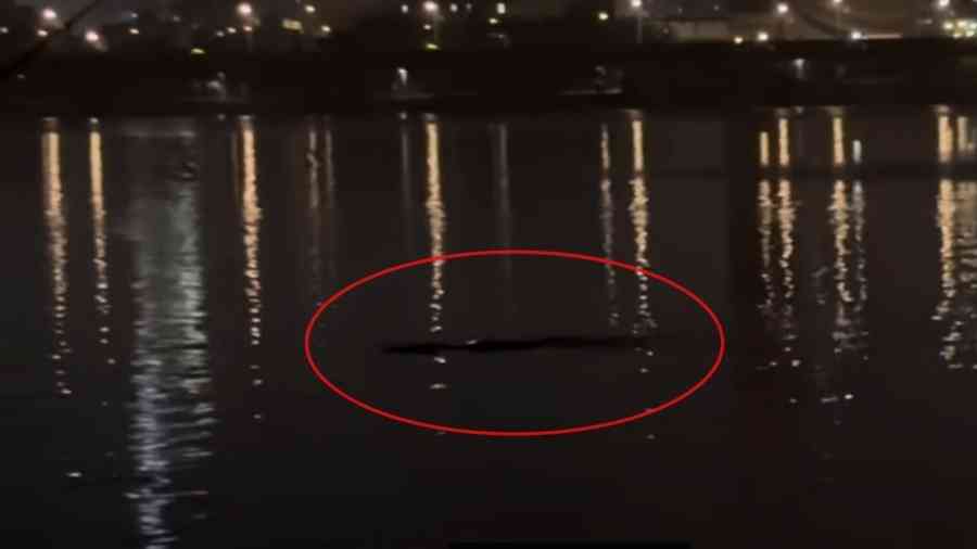 傳韓國漢江現神祕水怪 夜釣者目擊驚悚一刻（有片）