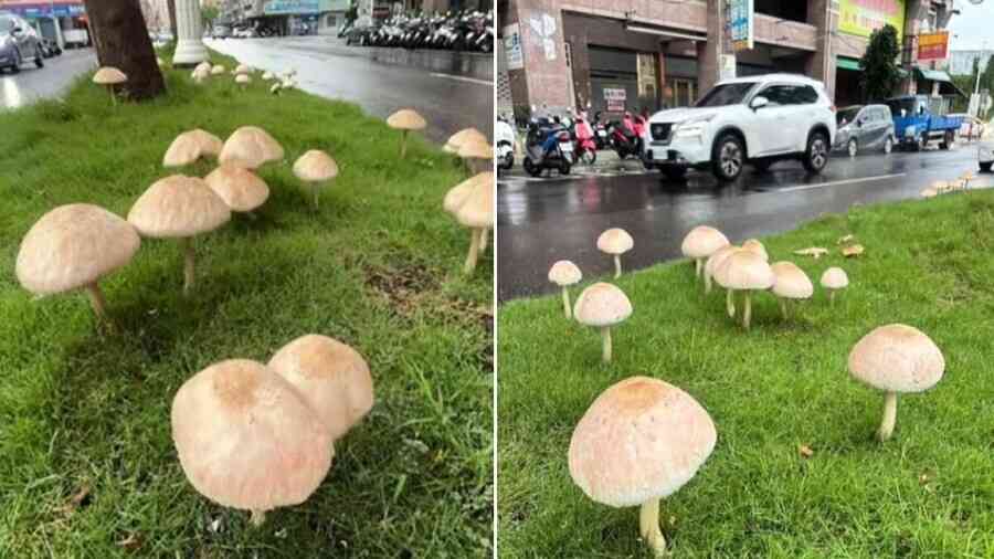 台中持續豪雨 高雄分隔島長出有毒「綠褶菇」