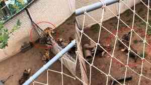 山東動物園老虎翻欄暴打「同事」影片熱傳（影片）