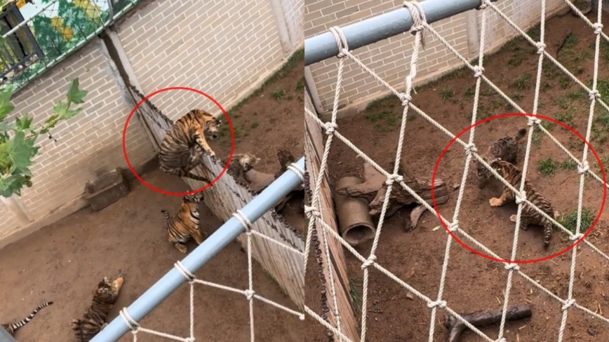 山東動物園老虎翻欄暴打「同事」影片熱傳（影片）