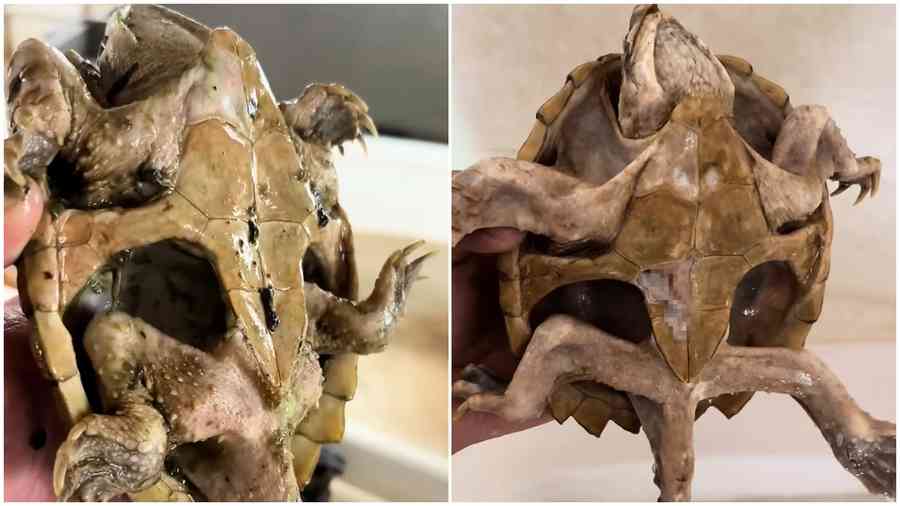 鱷龜變餓龜 主人遺忘箱底一年瘦成「殼包骨」