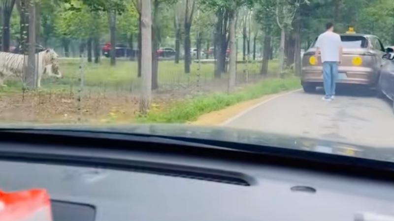 多名中國遊客當老虎面吵架 兩隻老虎懵了（影片）