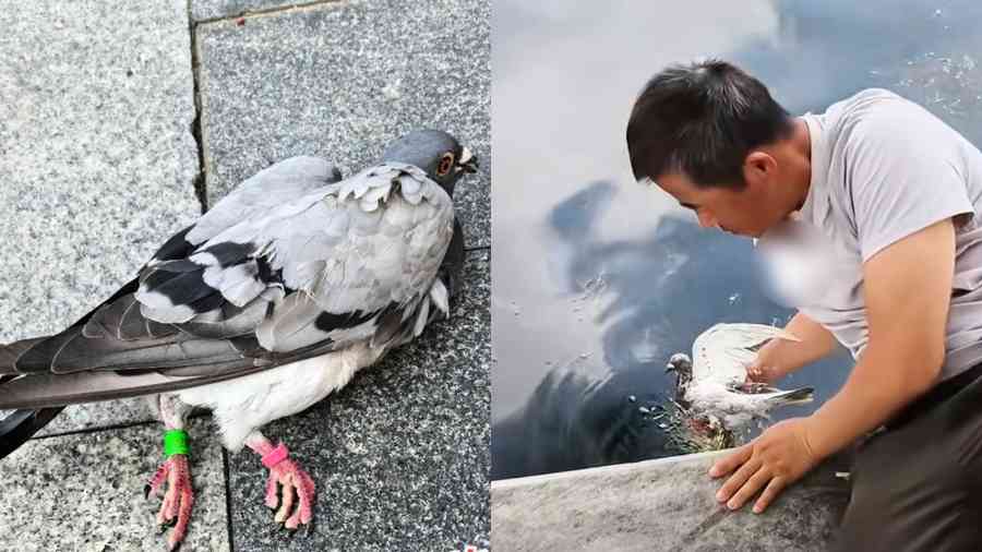 北京閱兵「和平鴿」大逃亡 養鴿人述內情（影片）