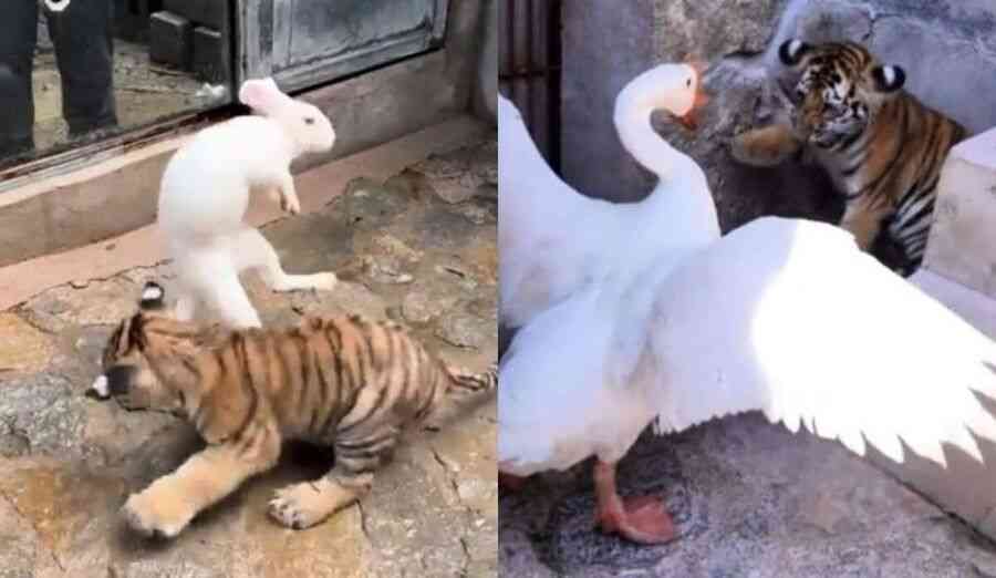 臨沂動物園虎崽被兔子大鵝欺壓 網民不淡定了
