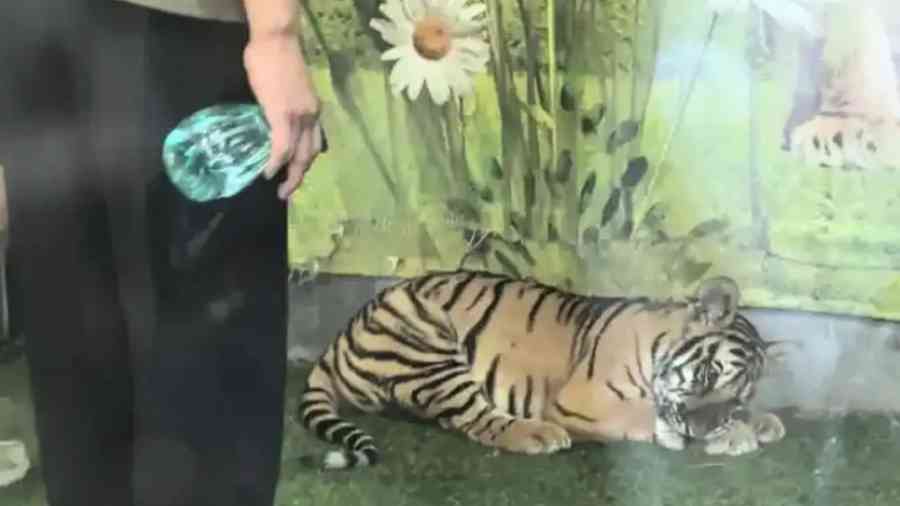 山東動物園幼虎遭打頭噴水「強迫營業」網上熱議
