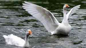 中國鵝毛飆升至400多元 養殖戶抱怨根本冇錢賺