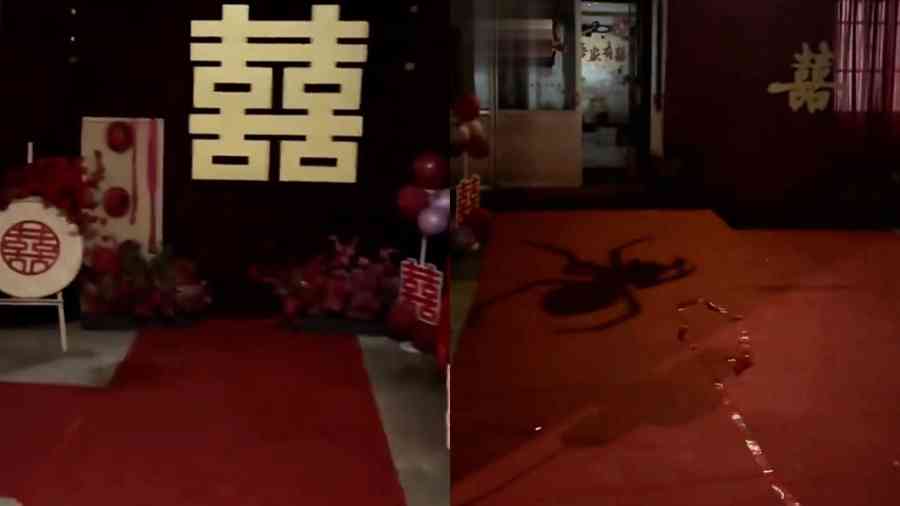 「喜蟲天降」 山東婚宴現場驚現蜘蛛巨影（影片）