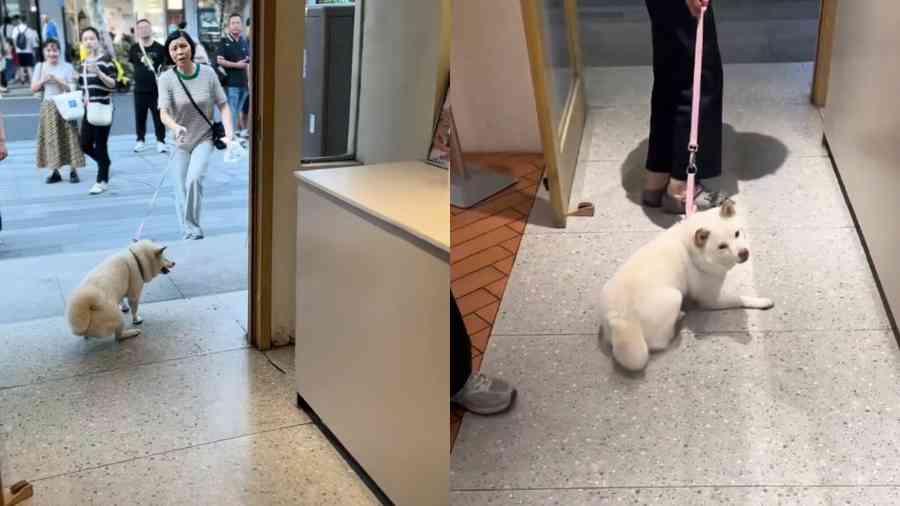 蘇州可愛小柴犬「為食」 影片網上爆紅