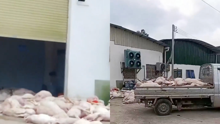 中國爆發非洲豬瘟 肉聯公司購買大量病死豬（影片）