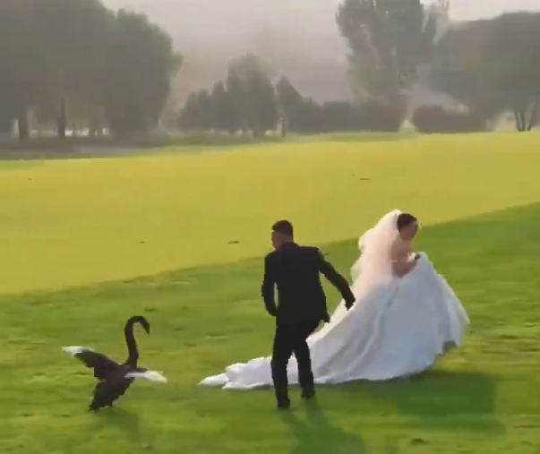 中國新人拍婚紗照遭遇「黑天鵝搶新娘」影片走紅（影片）