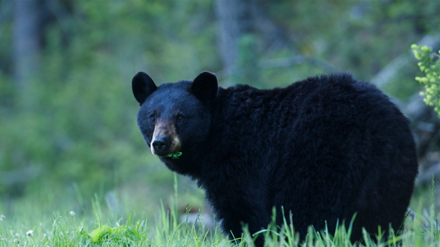好險！日本熊害頻頻 野熊闖入學校體育館「健身」