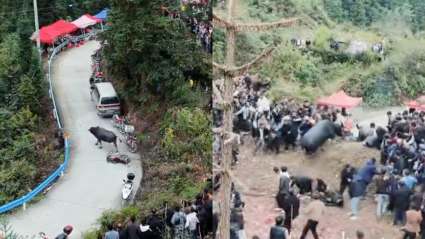 貴州鬥牛比賽 二頭水牛突然衝向人群（影片）