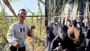 假偷變真偷 四川甘蔗「開心農場」老闆訴苦（影片）