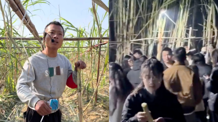 假偷變真偷 四川甘蔗「開心農場」老闆訴苦（影片）