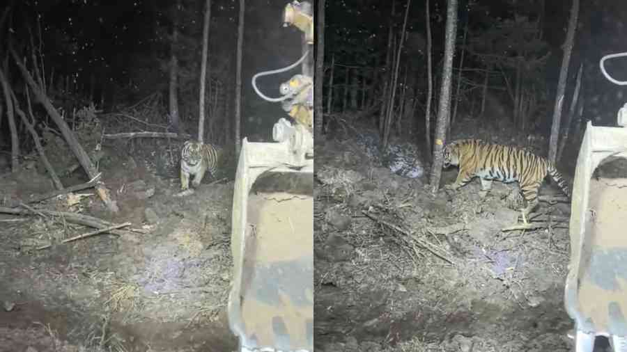 女子夜間開挖機在山裏施工 偶遇東北虎（影片）