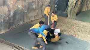 杭州黑熊撲倒馴養員 鸚鵡大喊：撒手（影片）