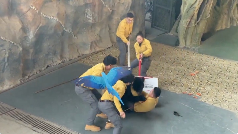 杭州黑熊撲倒馴養員 鸚鵡大喊：撒手（影片）