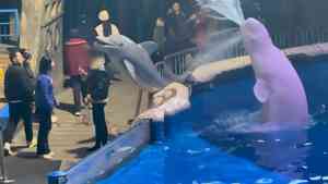 中國男子海洋館內抽煙 被白鯨噴水澆滅（影片）