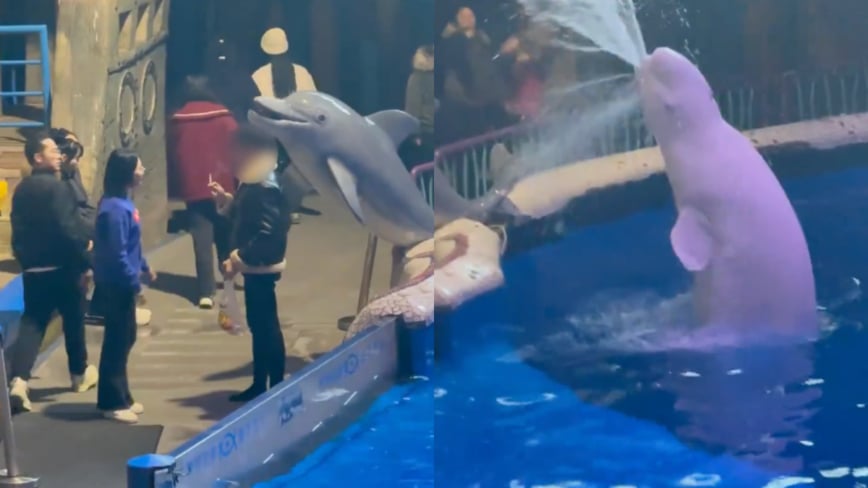 中國男子海洋館內抽煙 被白鯨噴水澆滅（影片）