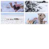 沙特阿拉伯下雪了！沙漠被白雪覆蓋 專家說不罕見