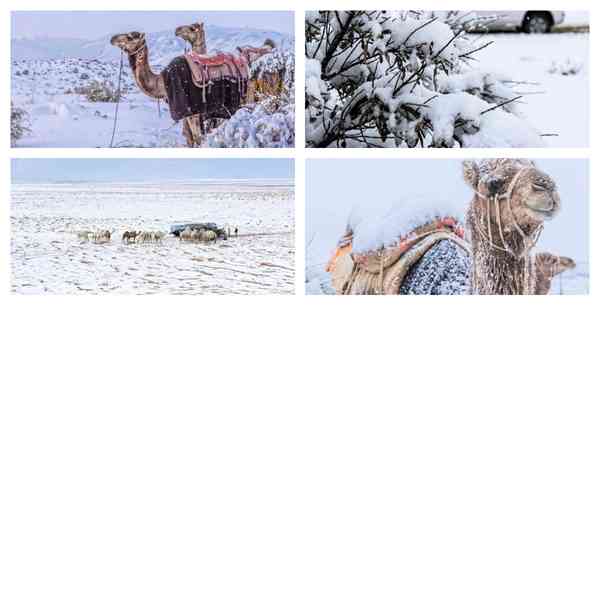沙特阿拉伯下雪了！沙漠被白雪覆蓋 專家說不罕見