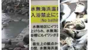 大批沙丁魚屍衝上北海道海岸 露天溫泉被迫關閉