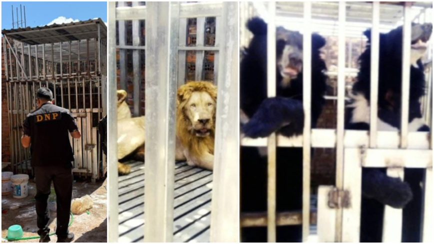 泰軍在柬賭場發現5隻瘦餓獅子黑熊  網民稱背後原因「細思極恐」