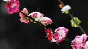 越冷越平安？小寒節氣諺語有預兆