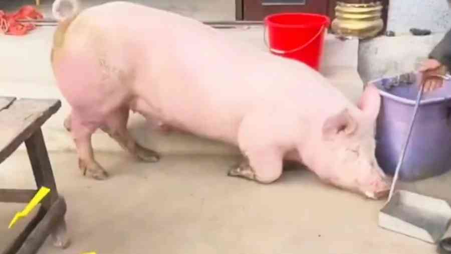 貴州村民殺年豬 豬雙膝跪地求饒 驚呆眾人（影片）