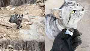 河南「絕望坡」上最絕望的貓咪走紅（影片）