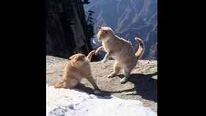 兩隻小貓在華山頂上「論劍對決」相當驚險（影片）