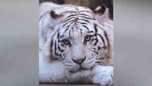 這隻猛虎竟因「顏值太高」 走紅網絡（影片）