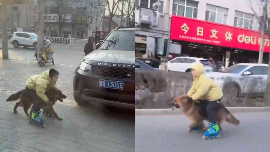 陸男孩騎德牧犬飛馳超車 網民：德系新能源（有片）