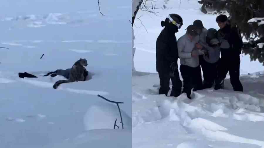 遊客在新疆可可托海遭雪豹咬傷