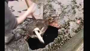 湖南魚塘驚現大洞 數百斤魚瞬間「消失」