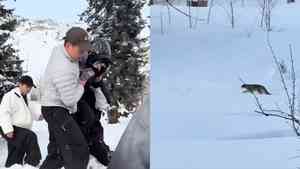 新疆雪豹咬傷女遊客後 再咬死35隻羊（影片）