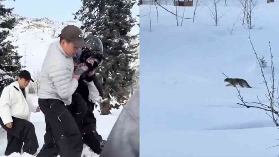 新疆雪豹咬傷女遊客後 再咬死35隻羊（影片）