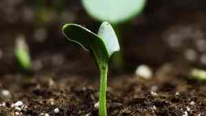 立春吃一物開運 民俗專家：忌做5件事