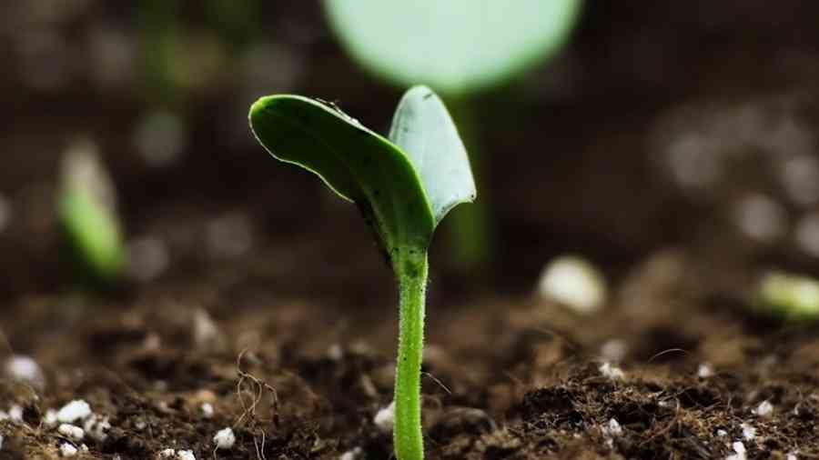 立春吃一物開運 民俗專家：忌做5件事