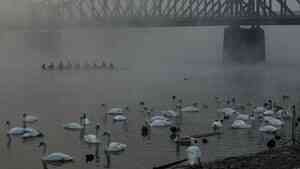 布拉格天鵝遭擄走 警追查男子非法交易慣犯