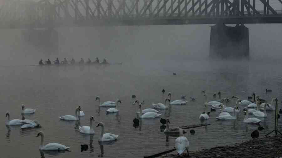 布拉格天鵝遭擄走 警追查男子非法交易慣犯