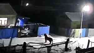 東北虎進村 中國黑龍江一地發布緊急通知