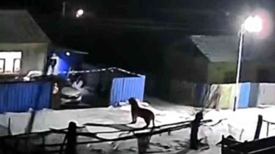 東北虎進村 中國黑龍江一地發布緊急通知