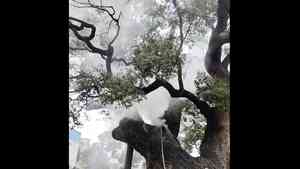 湖南上千年古樹離奇起火 連燒10小時不滅（影片）